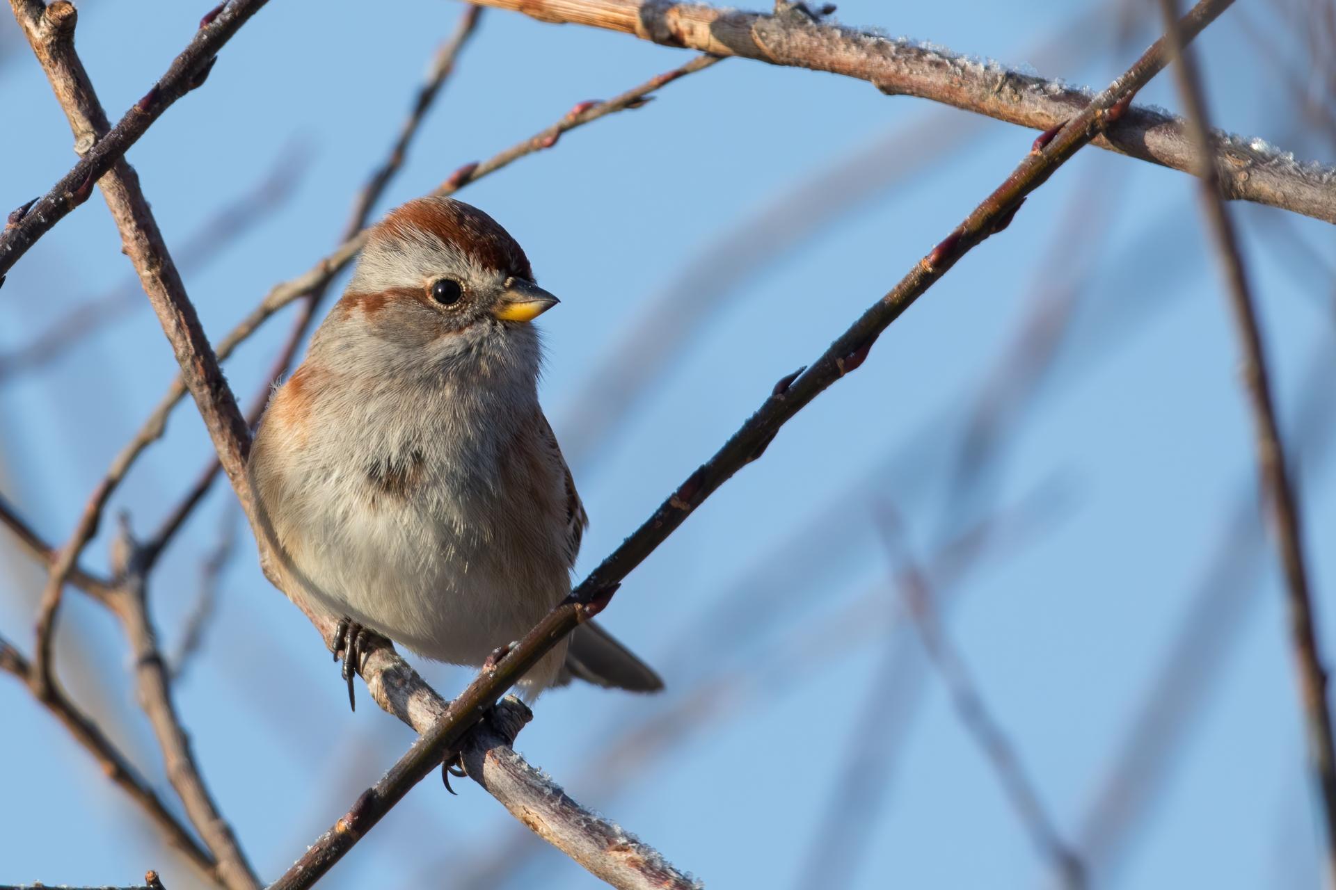 bruant-hudsonien-American-tree-sparrow