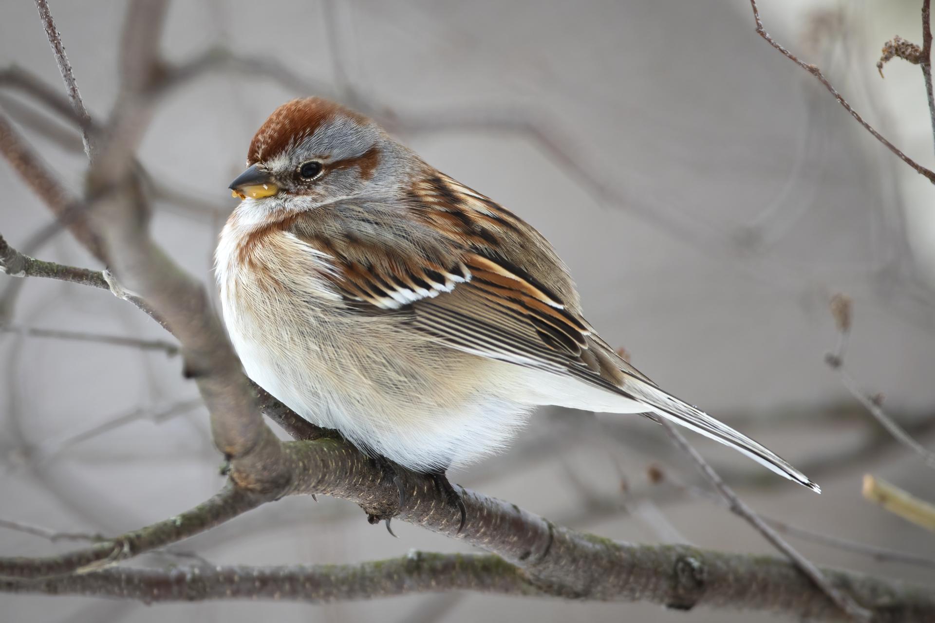 bruant-hudsonien-American-tree-sparrow