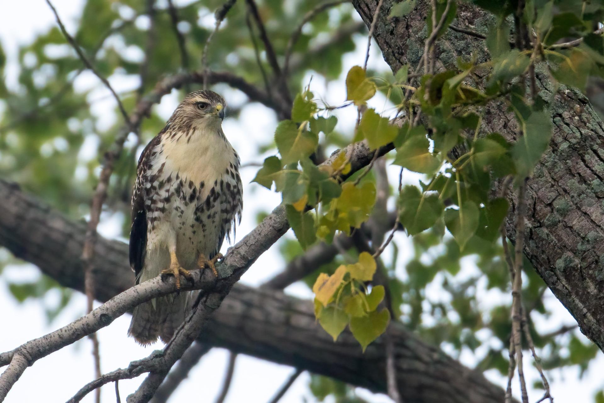 buse-a-queue-rousse-red-tailed-hawk