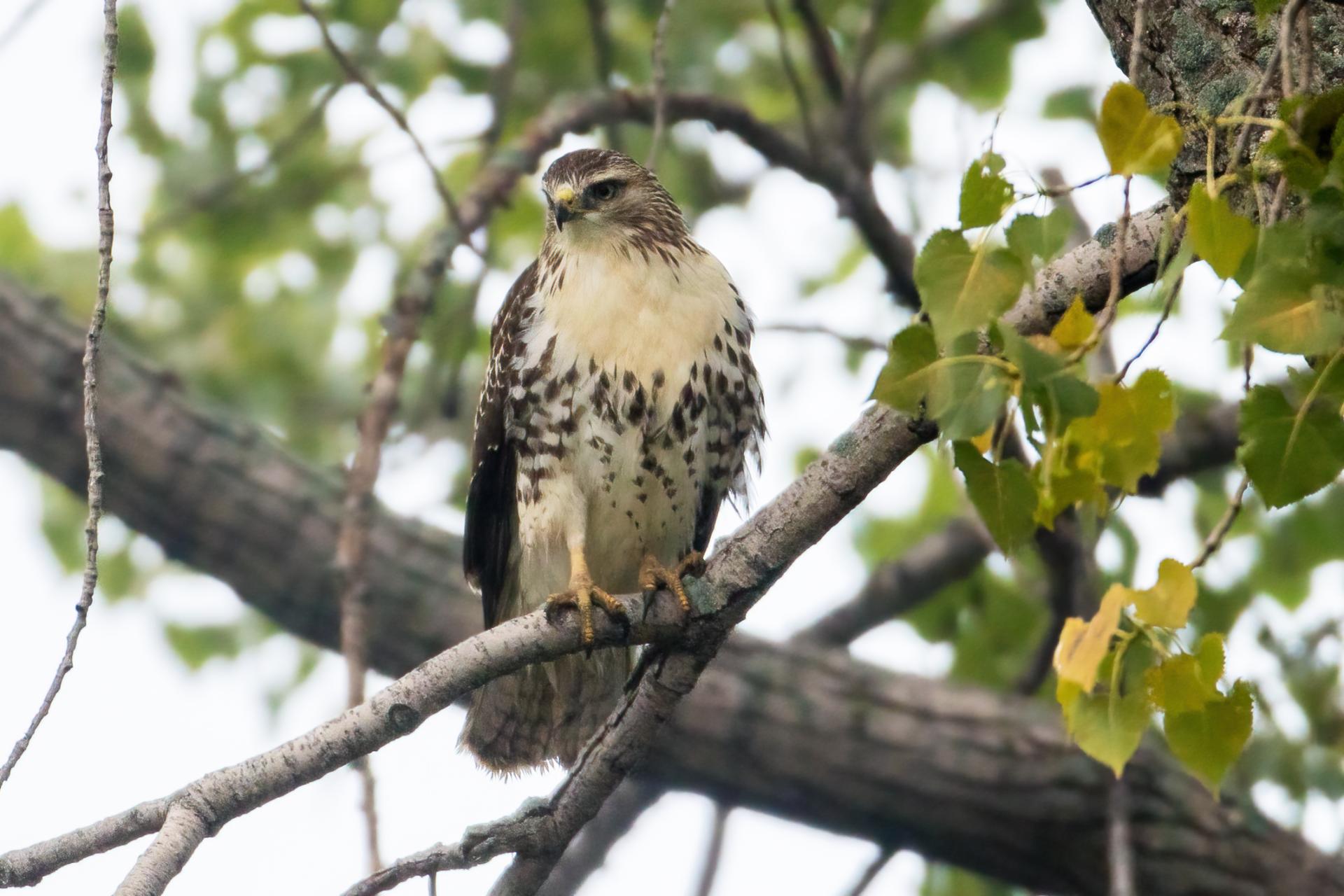 buse-a-queue-rousse-red-tailed-hawk