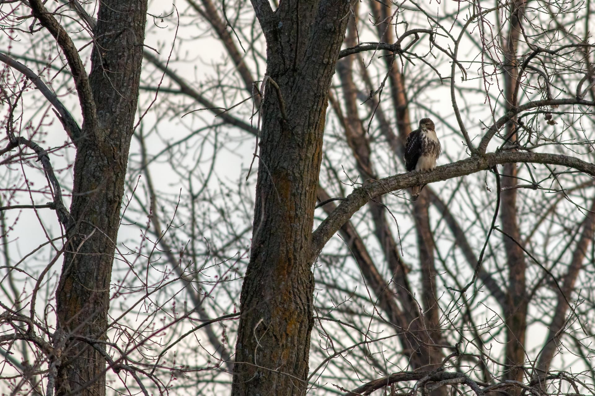 buse-a-queue-rousse-red-tailed-hawk