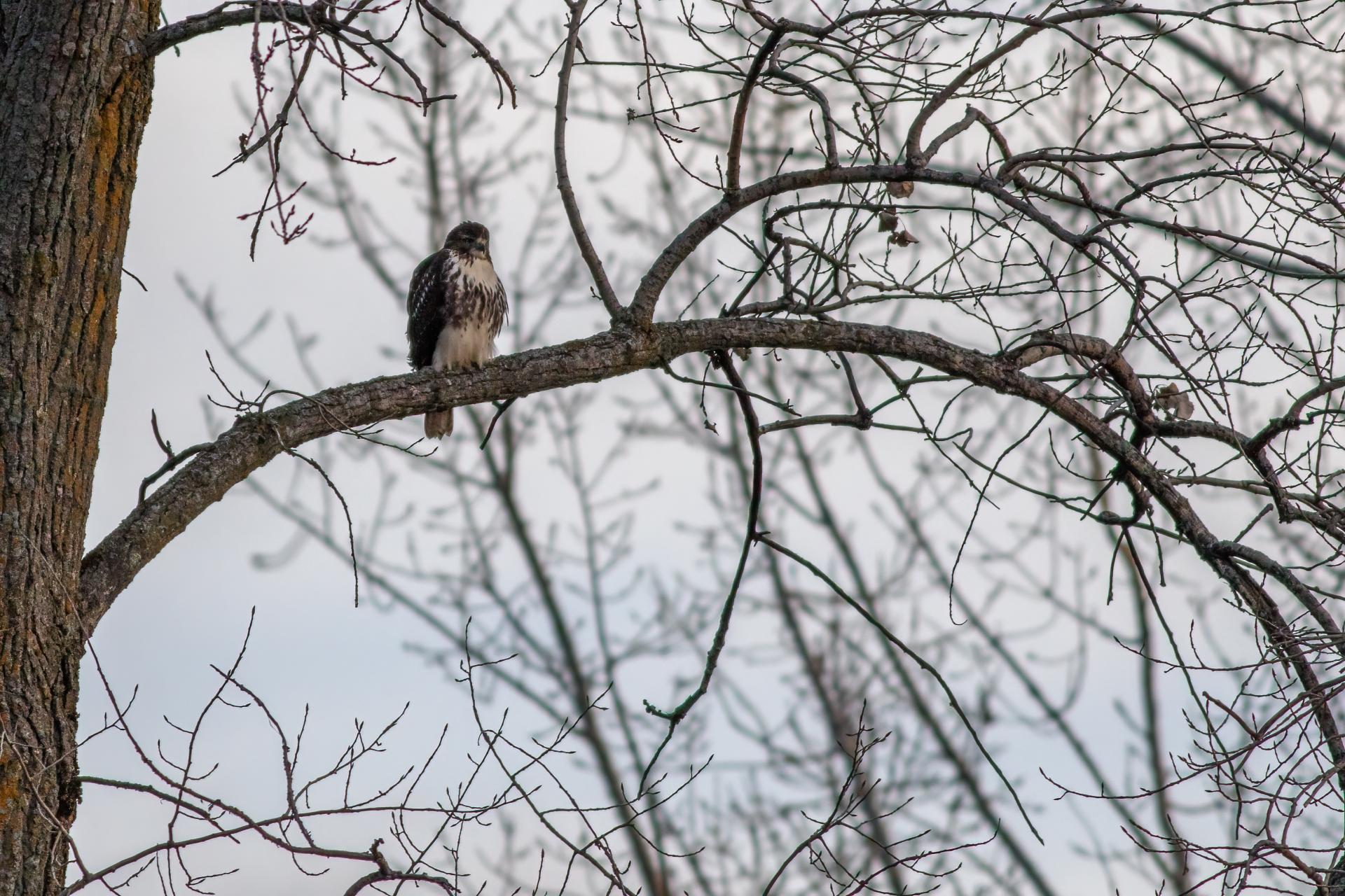 buse-a-queue-rousse-red-tailed-hawk