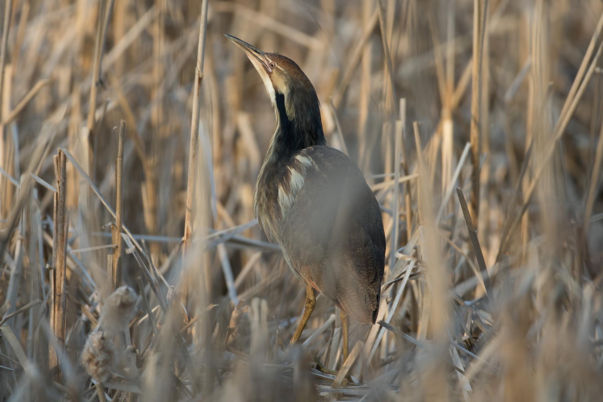 butor-d-amerique-American-bittern