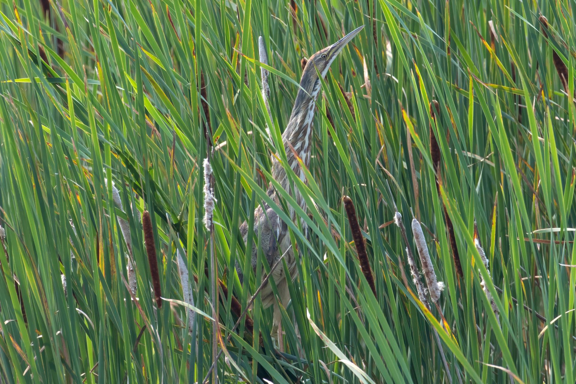 butor-d-amerique-American-bittern