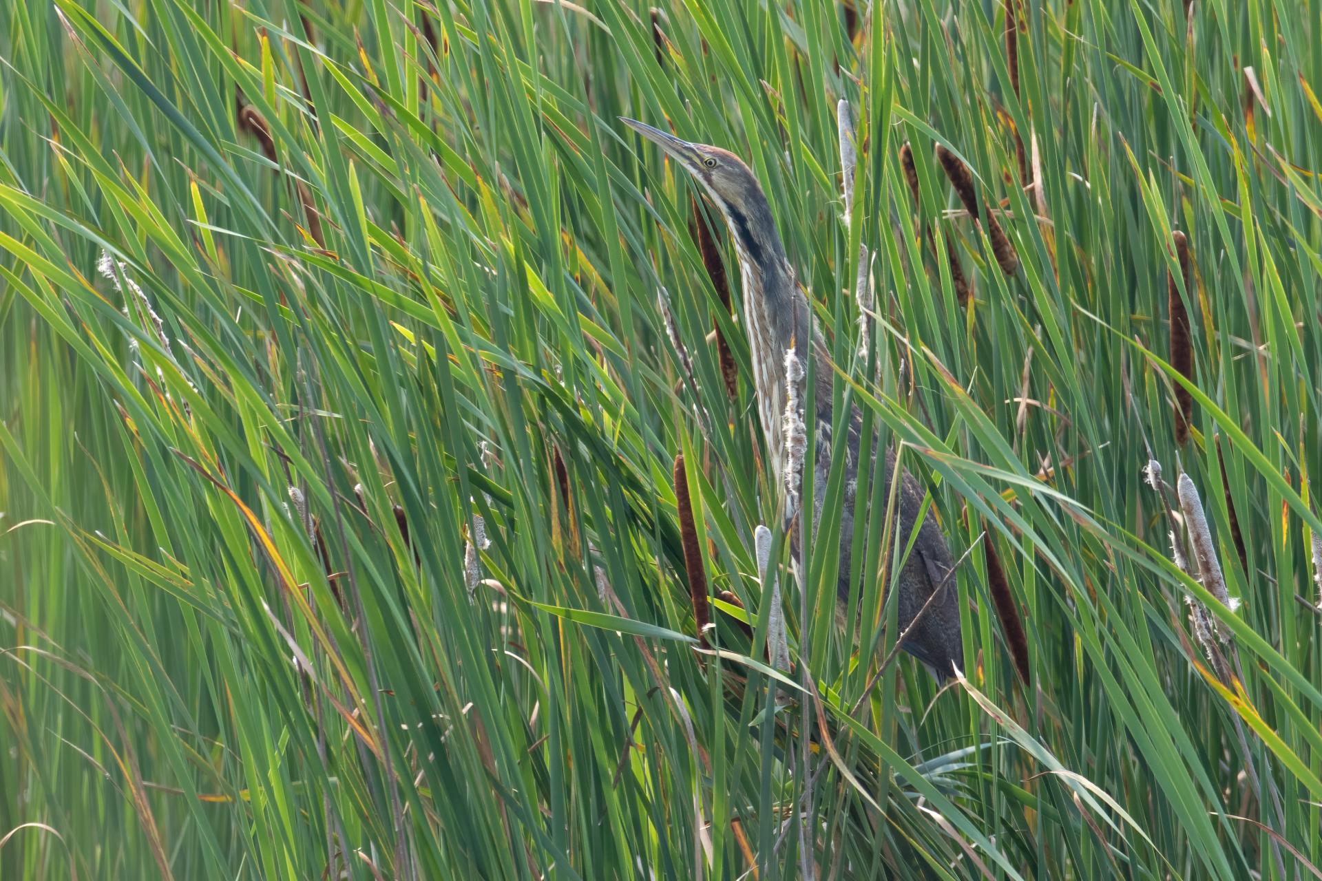 butor-d-amerique-American-bittern