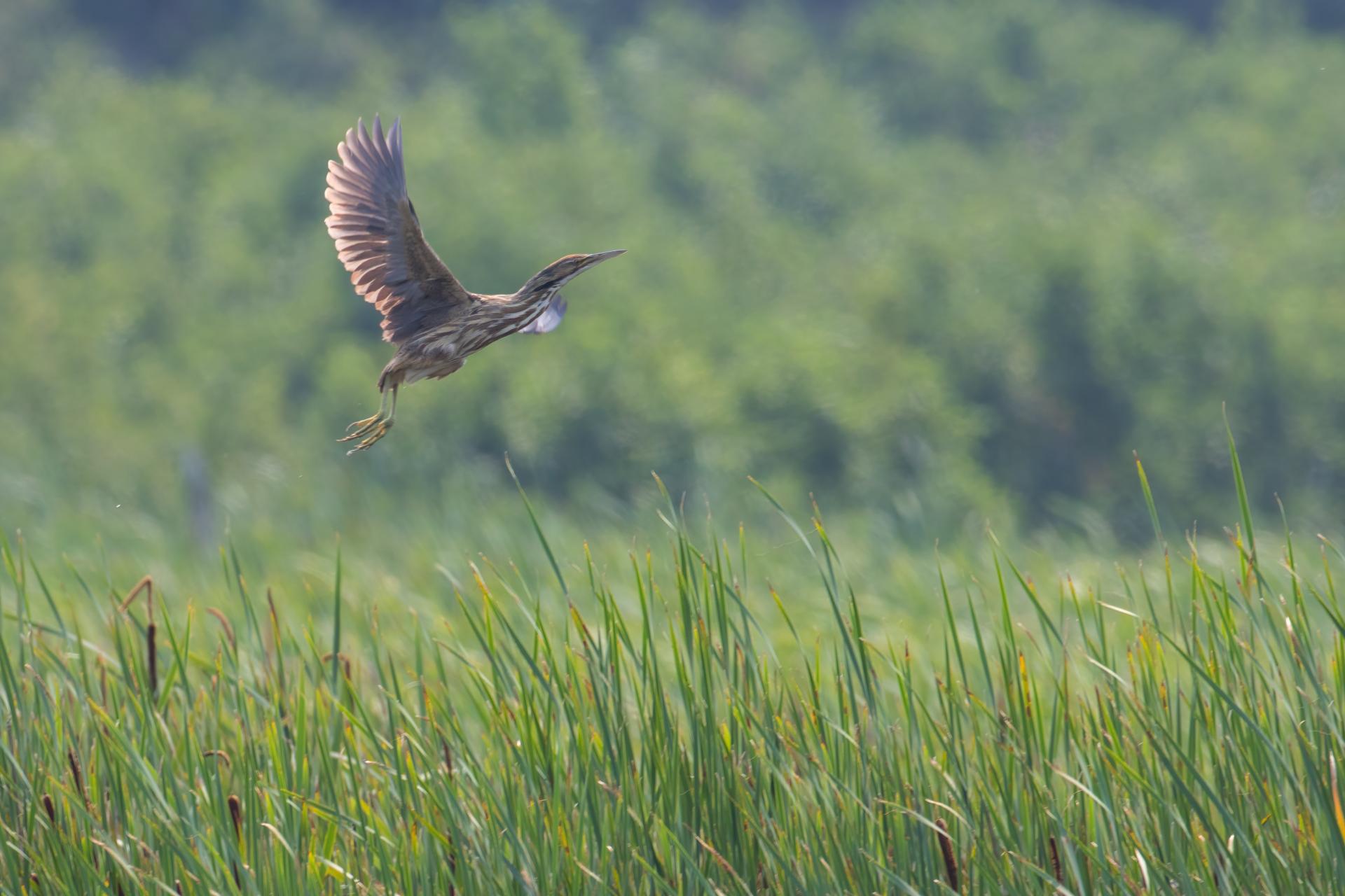 butor-d-amerique-American-bittern
