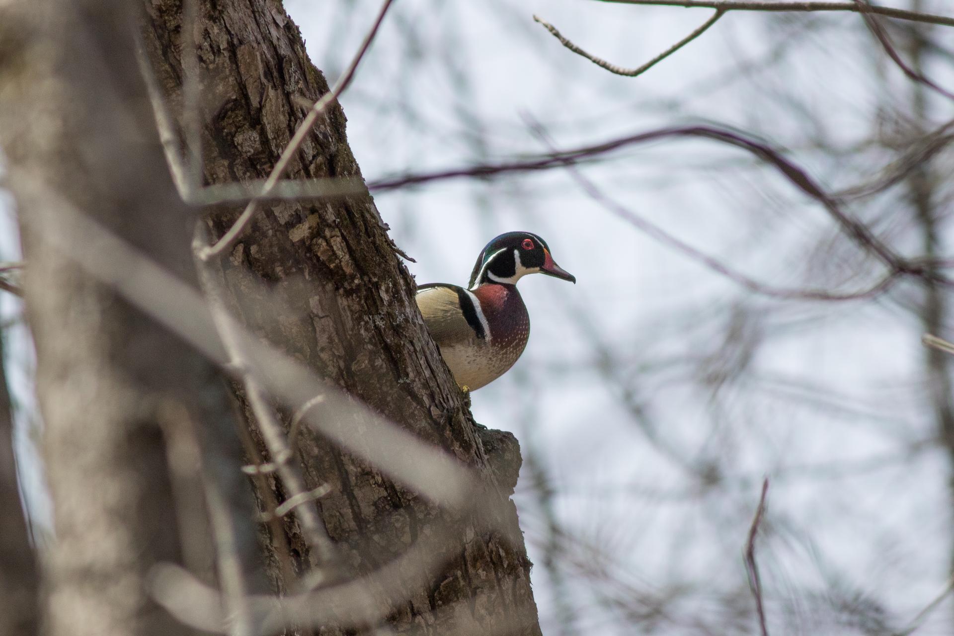 canard-branchu-wood-duck