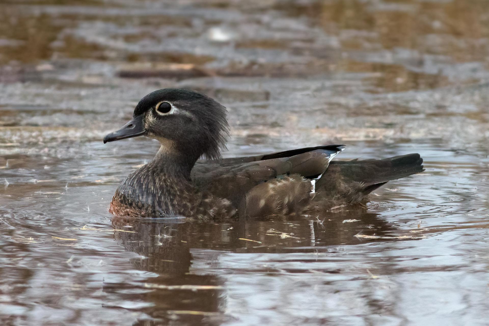 canard-branchu-wood-duck