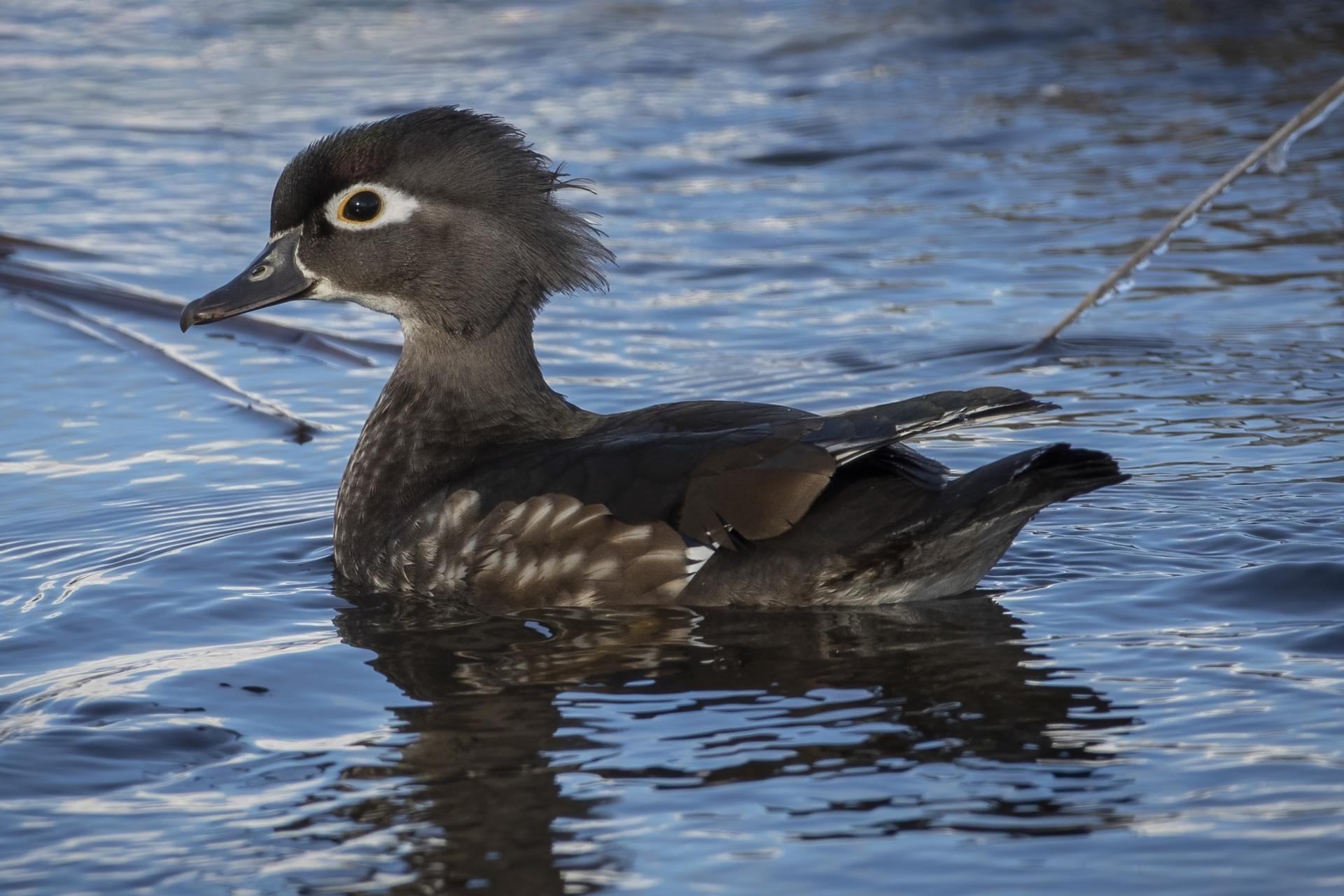 canard-branchu-wood-duck