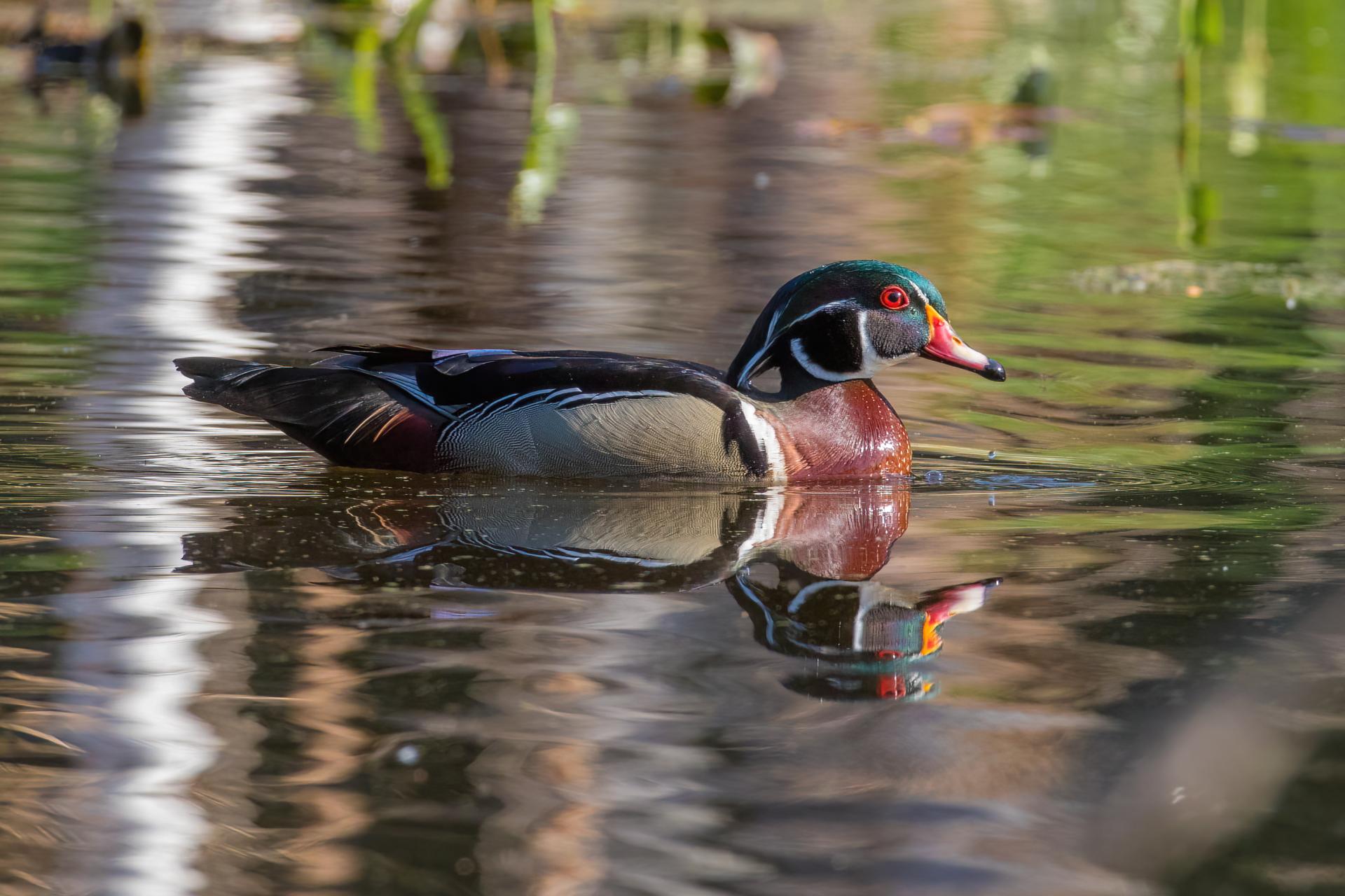 canard-branchu-wood-duck