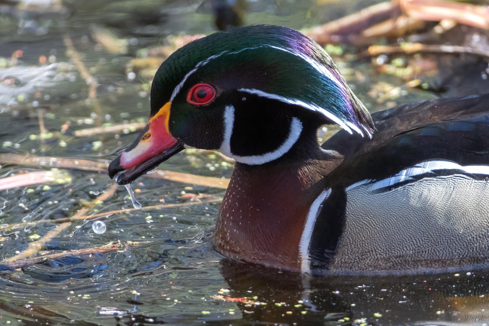 canard-branchu-wood-duck