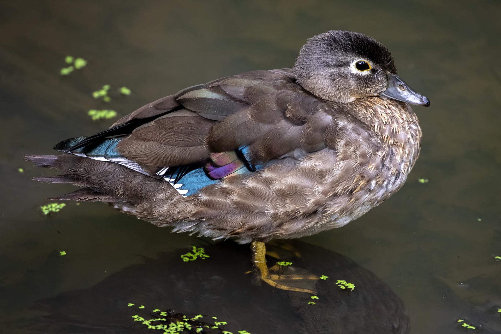 canard-branchu-wood-duck