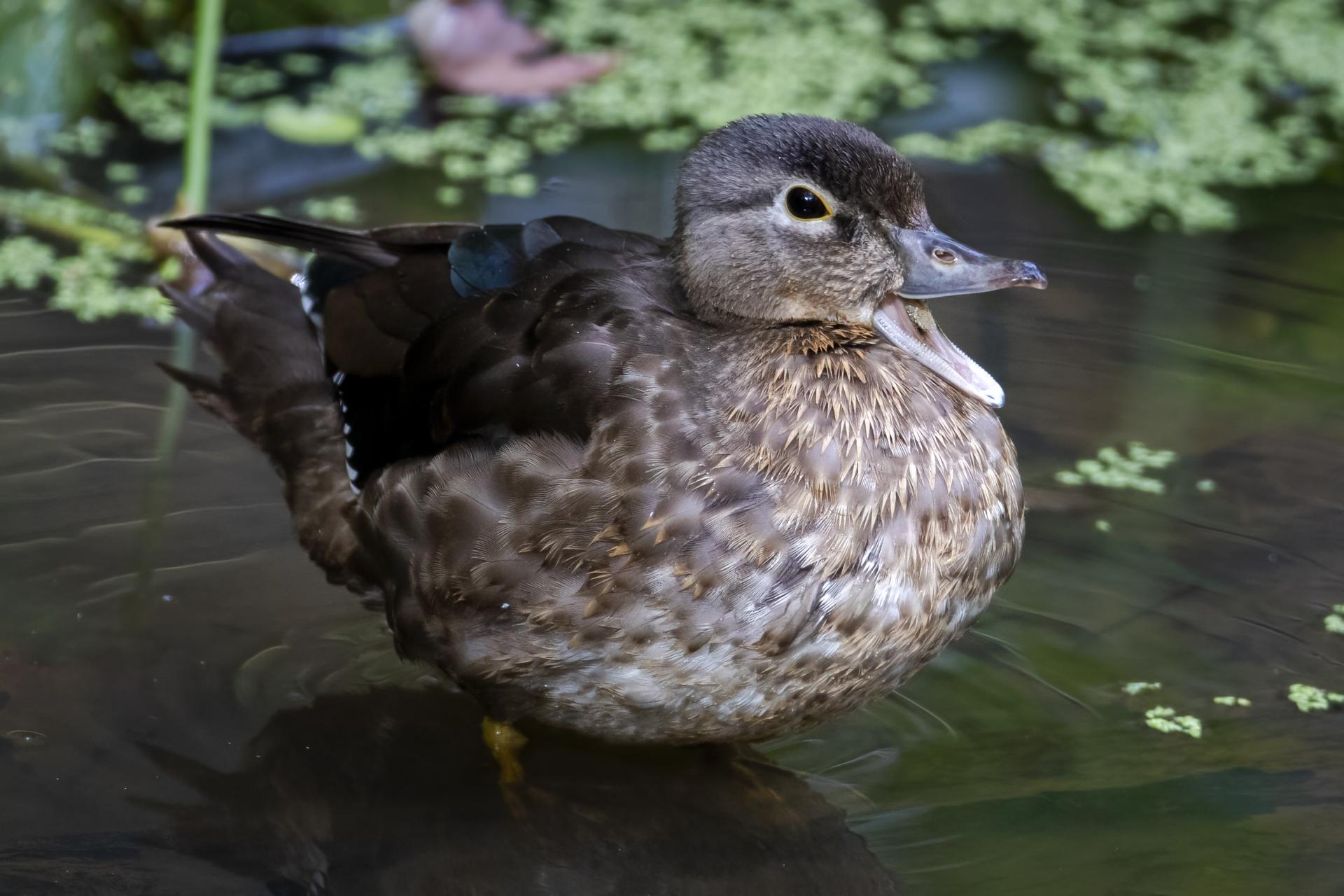 canard-branchu-wood-duck