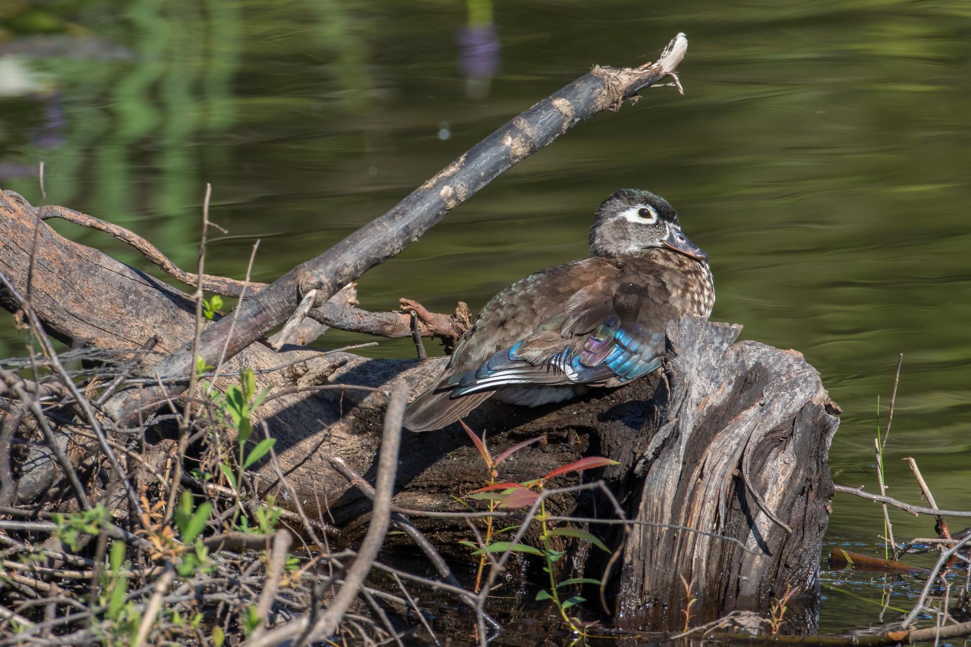 canard-branchu-wood-duck