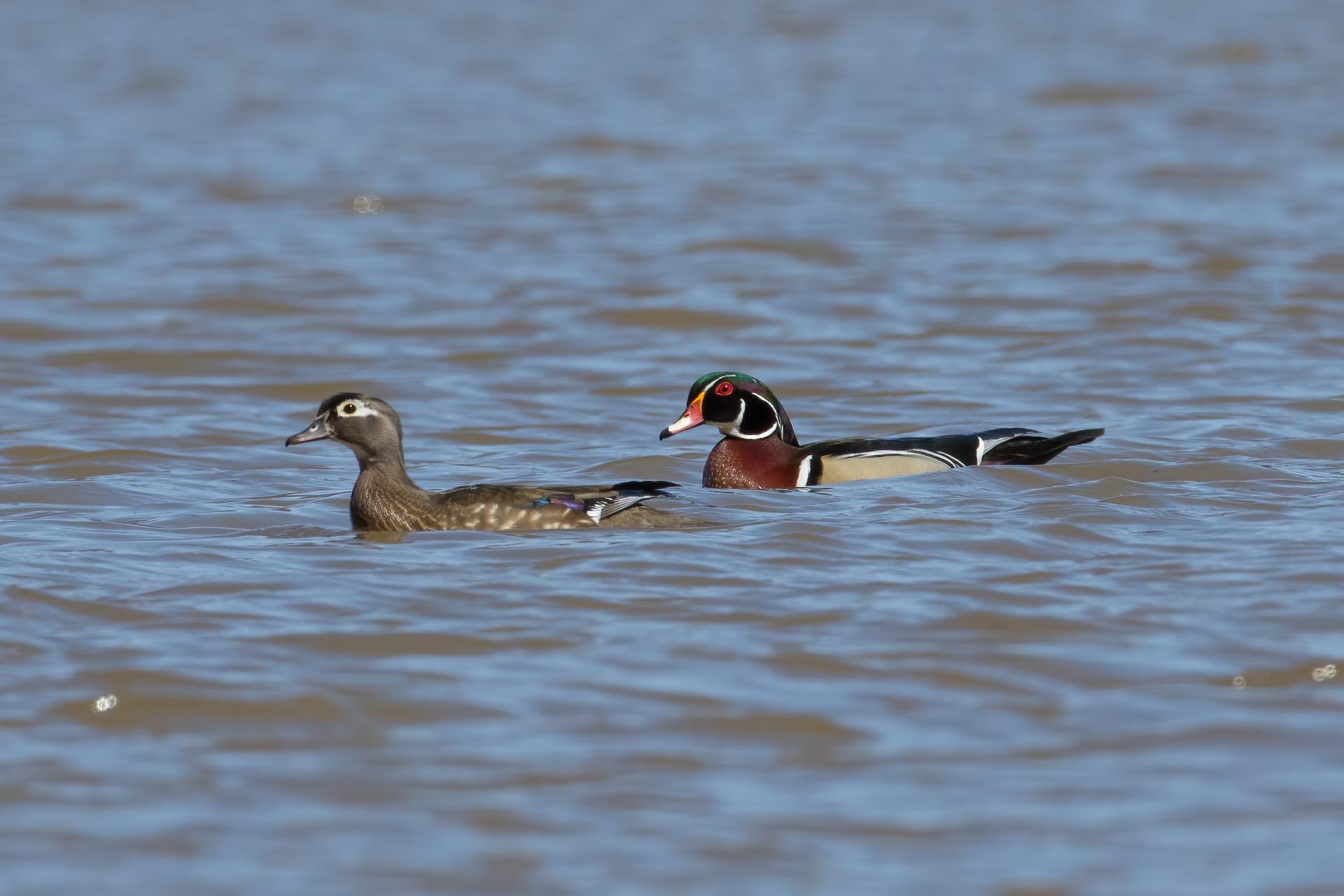 canard-branchu-wood-duck