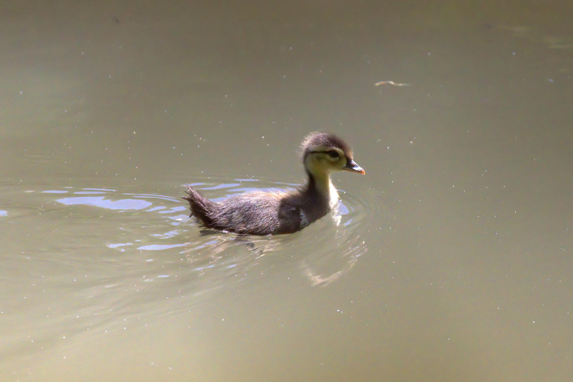 canard-branchu-wood-duck