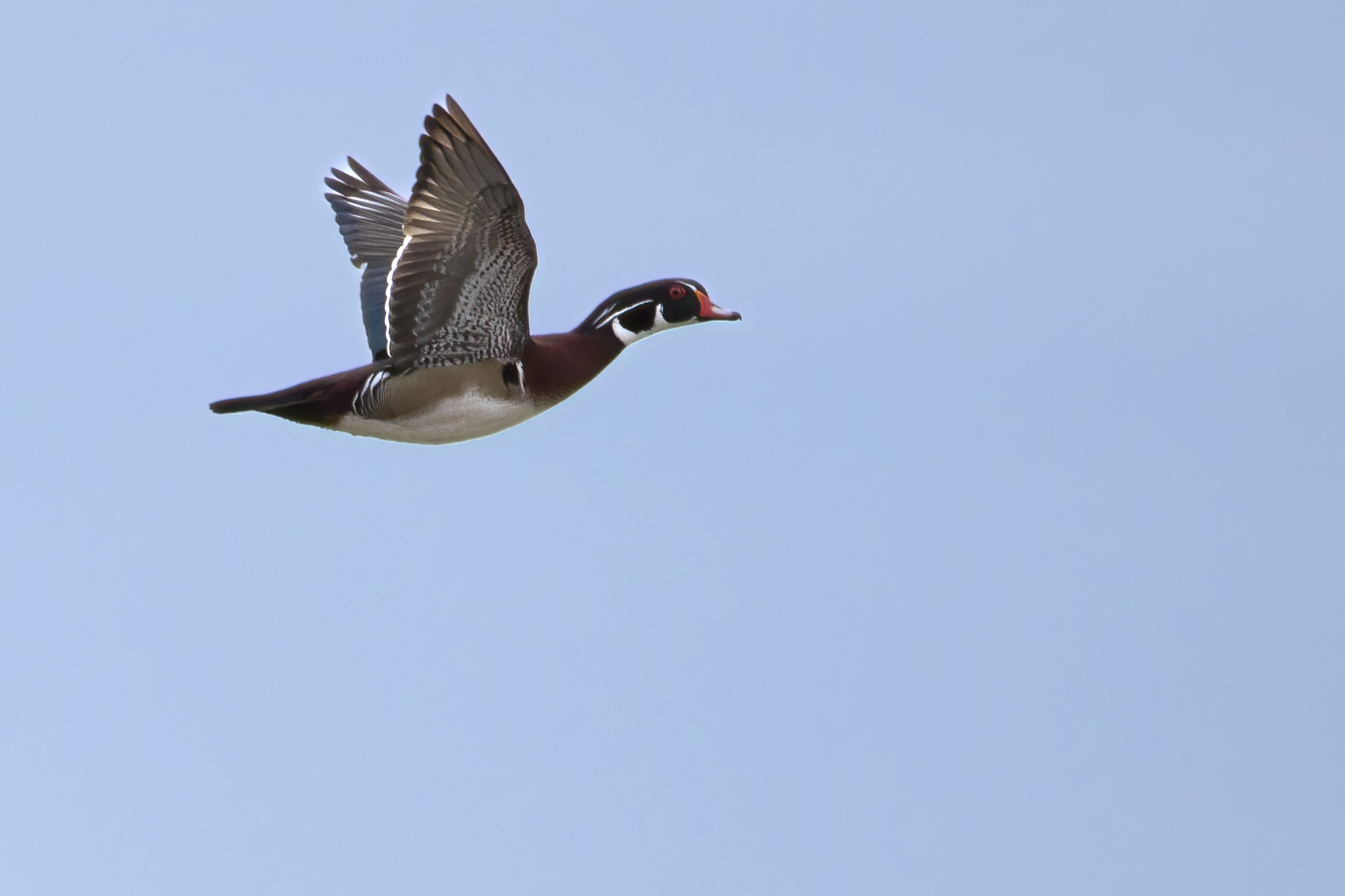 canard-branchu-wood-duck