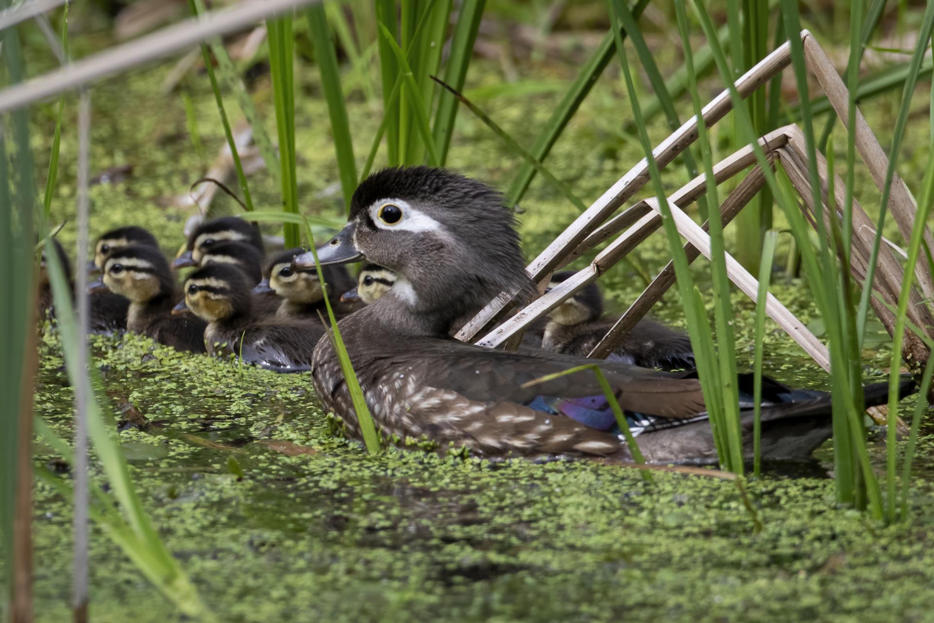 canard-branchu-wood-duck