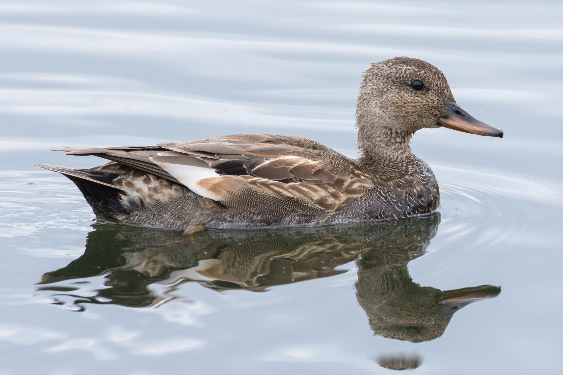canard-chipeau-gadwall