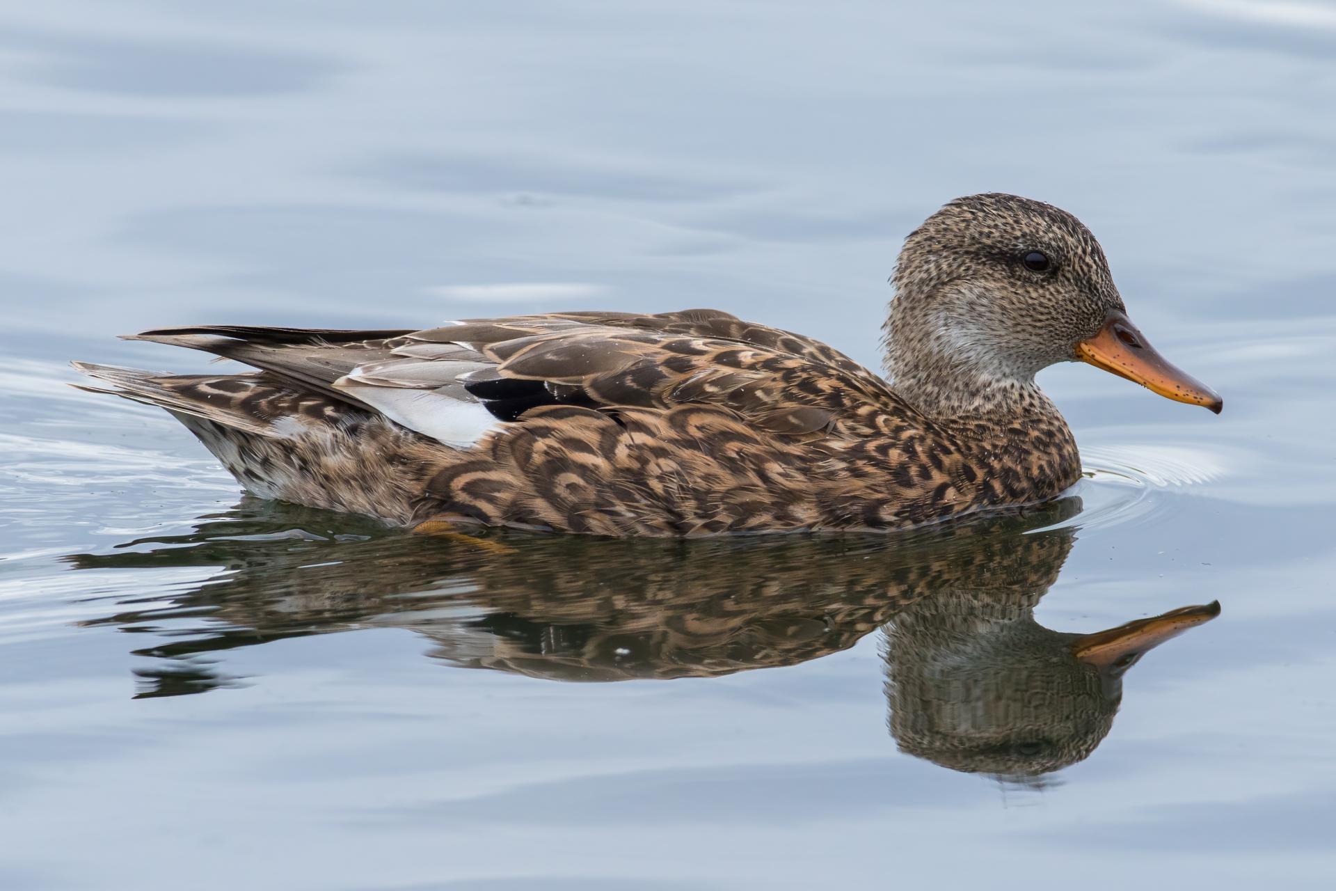 canard-chipeau-gadwall