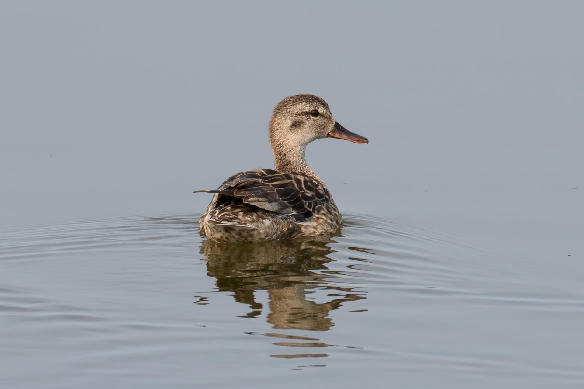 canard-chipeau-gadwall