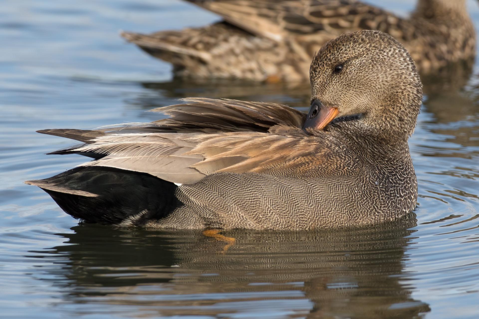 canard-chipeau-gadwall
