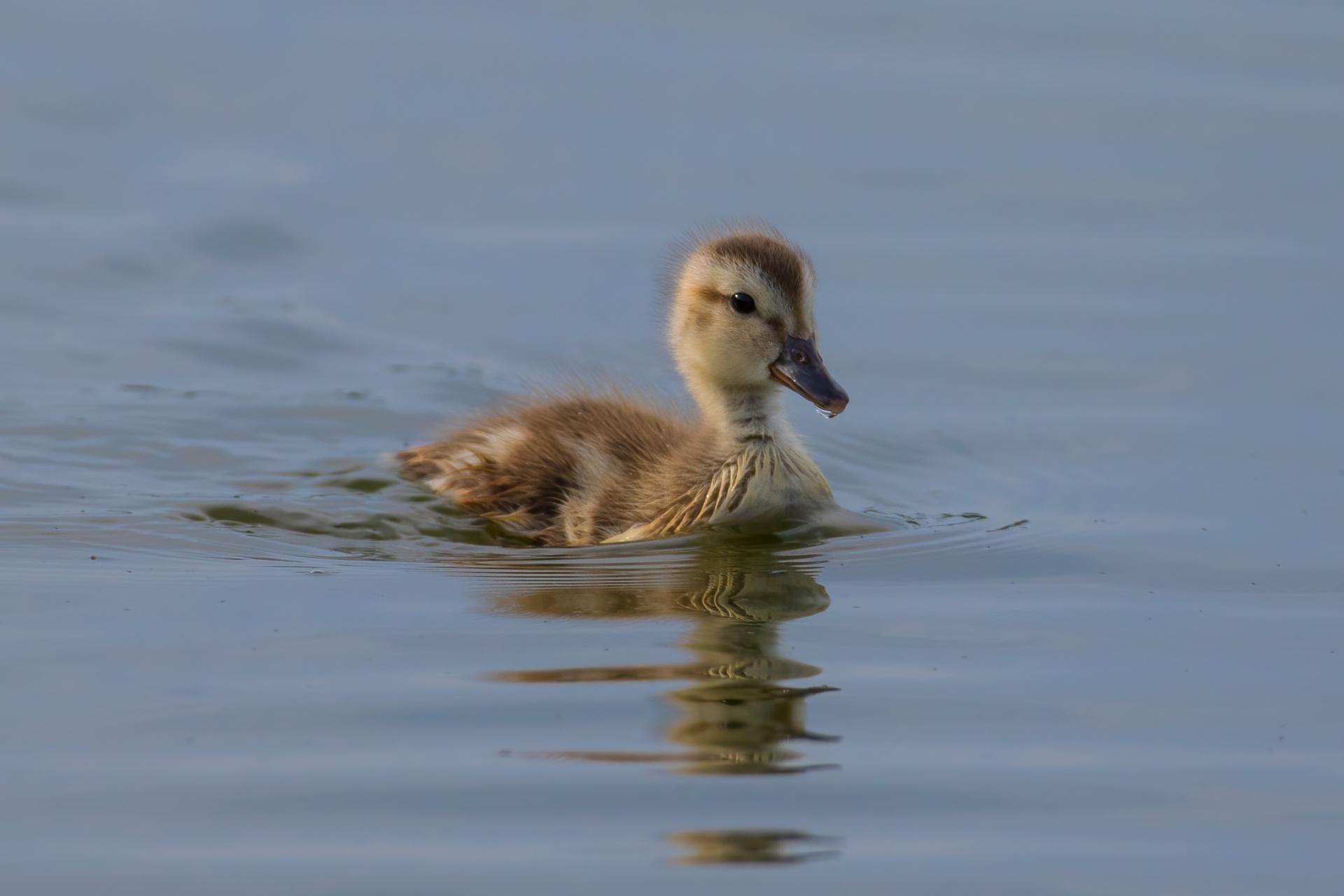 canard-chipeau-gadwall