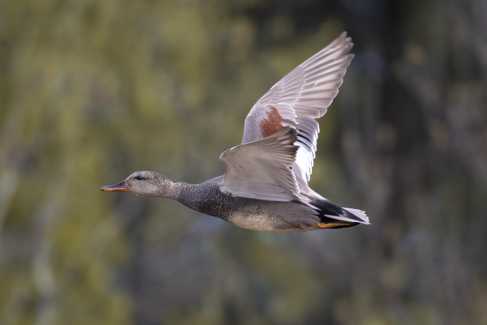 canard-chipeau-gadwall