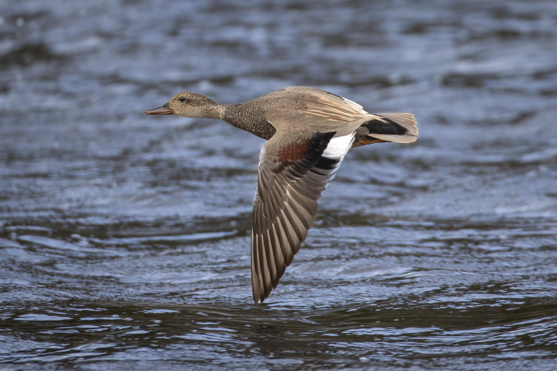 canard-chipeau-gadwall