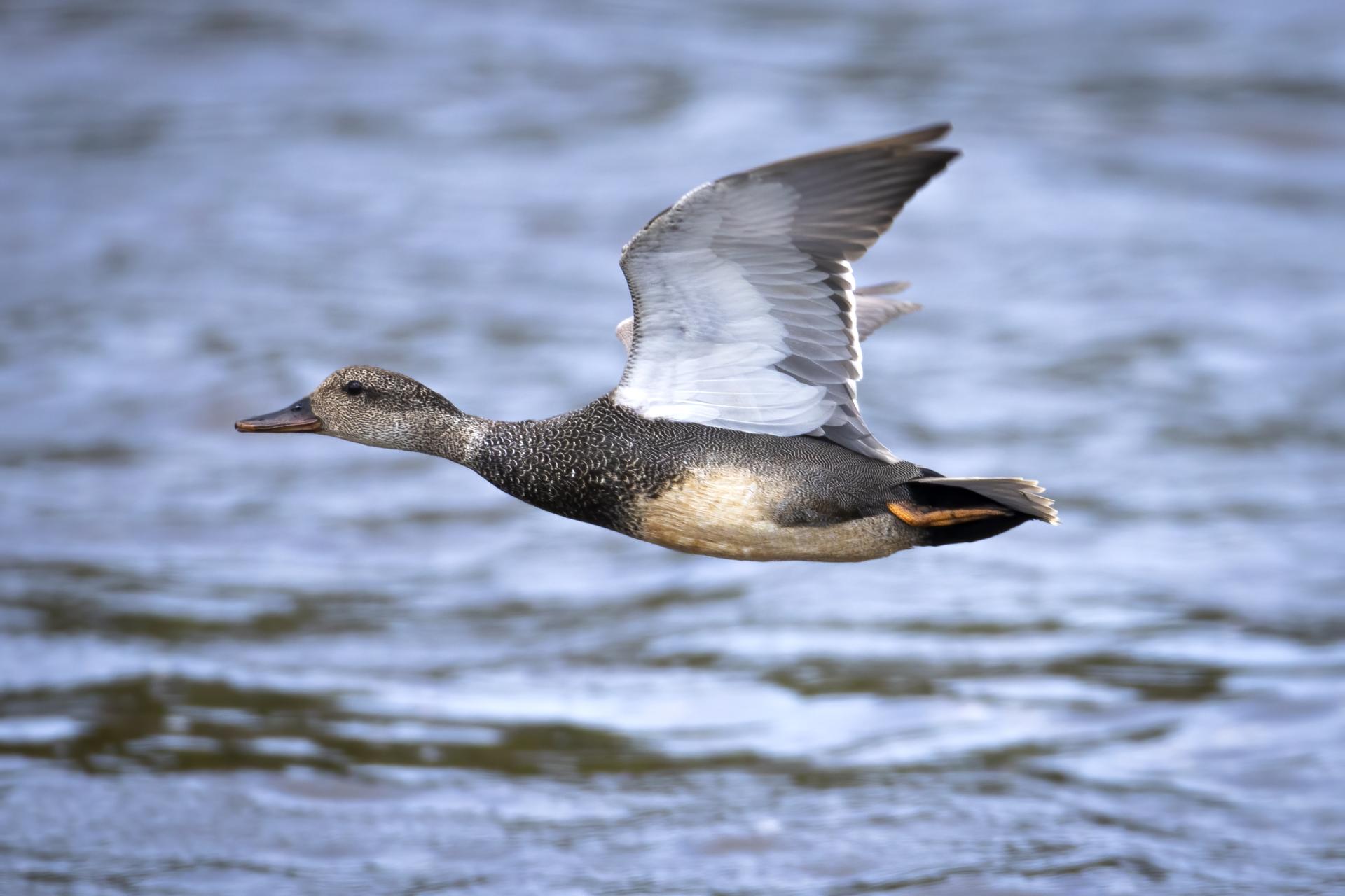 canard-chipeau-gadwall