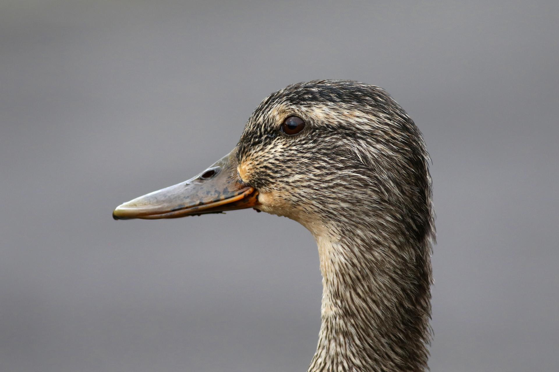 canard-colvert-mallard