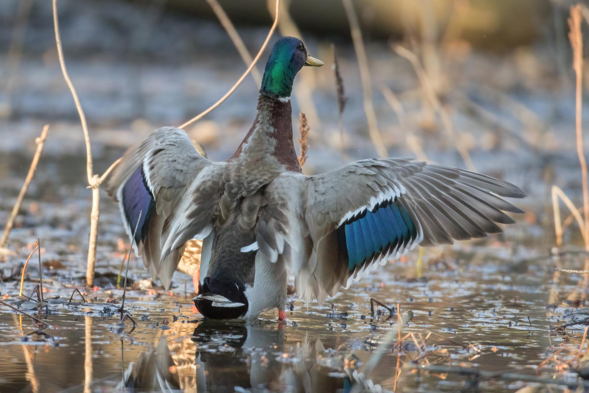 canard-colvert-mallard