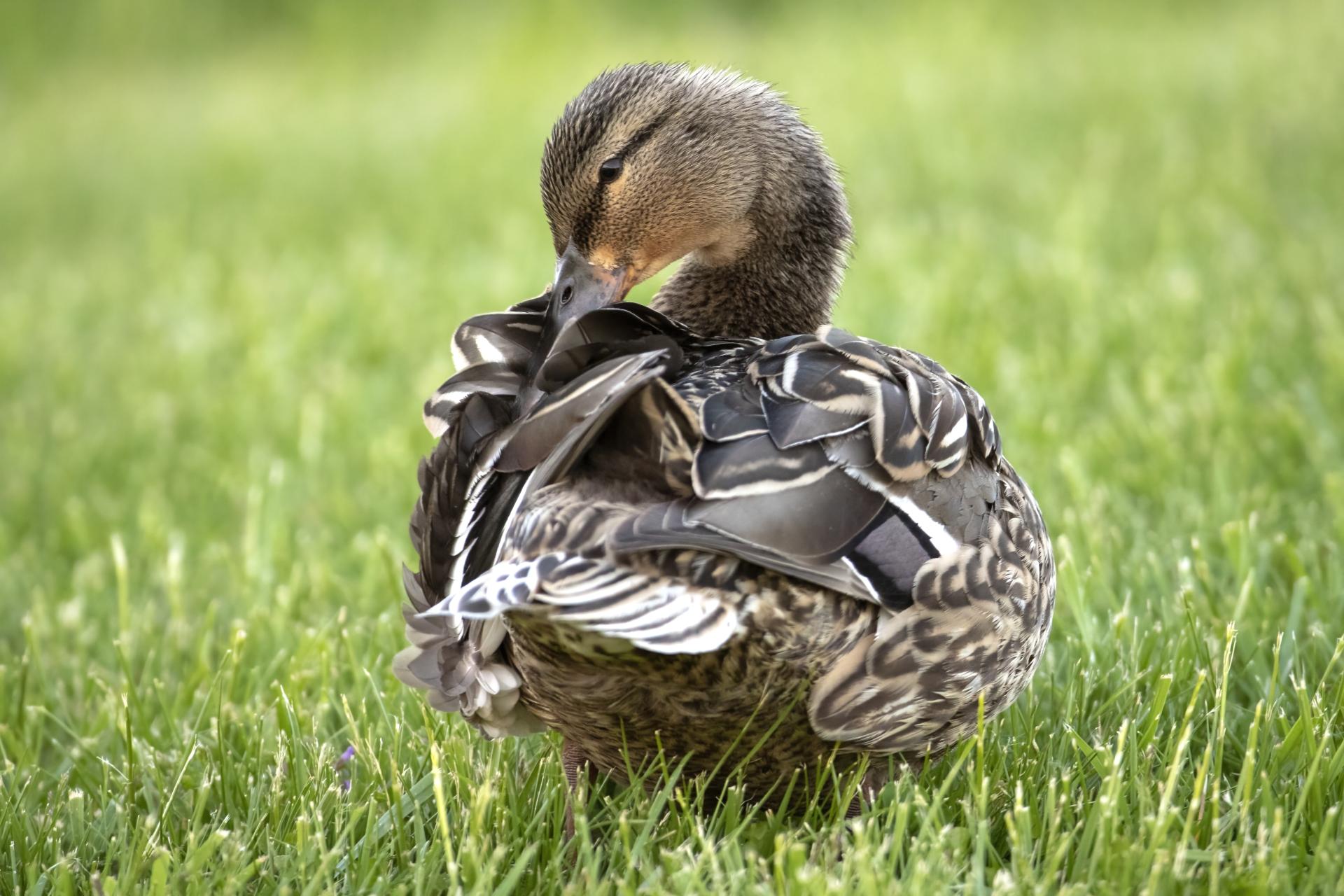 canard-colvert-mallard