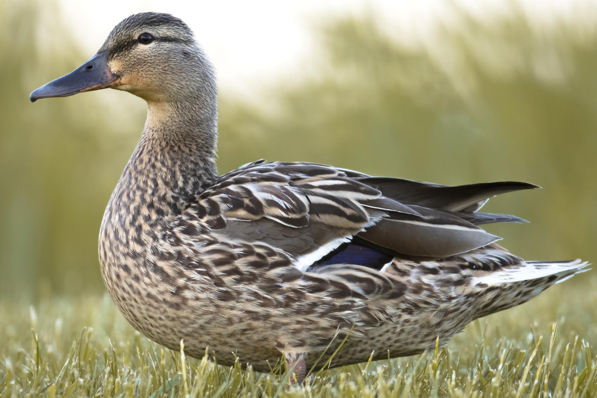 canard-colvert-mallard