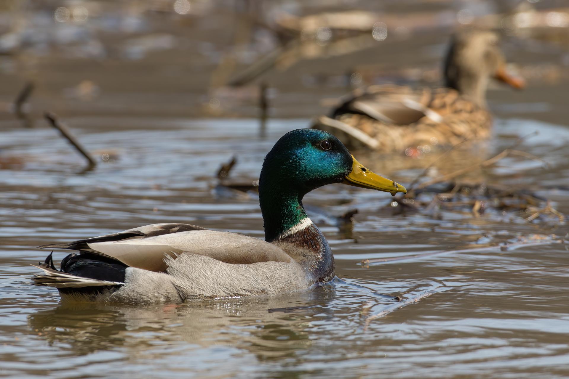 canard-colvert-mallard