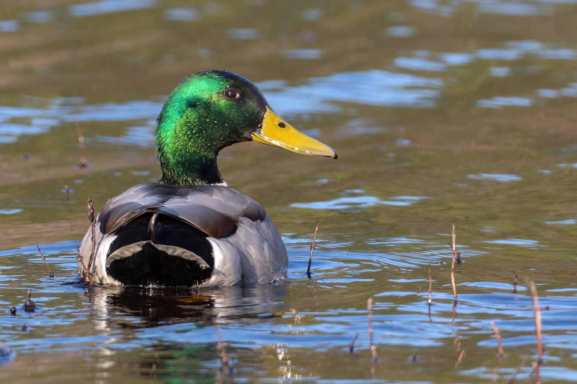 canard-colvert-mallard
