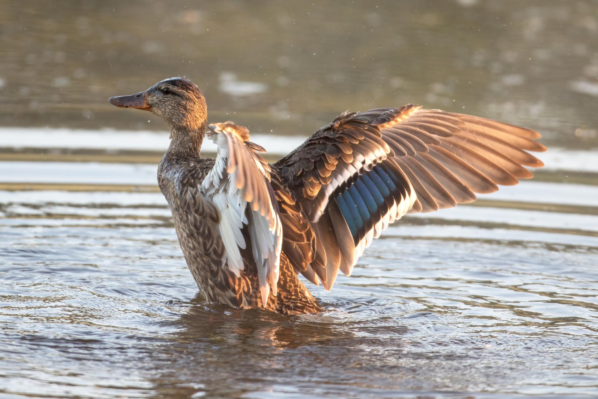canard-colvert-mallard