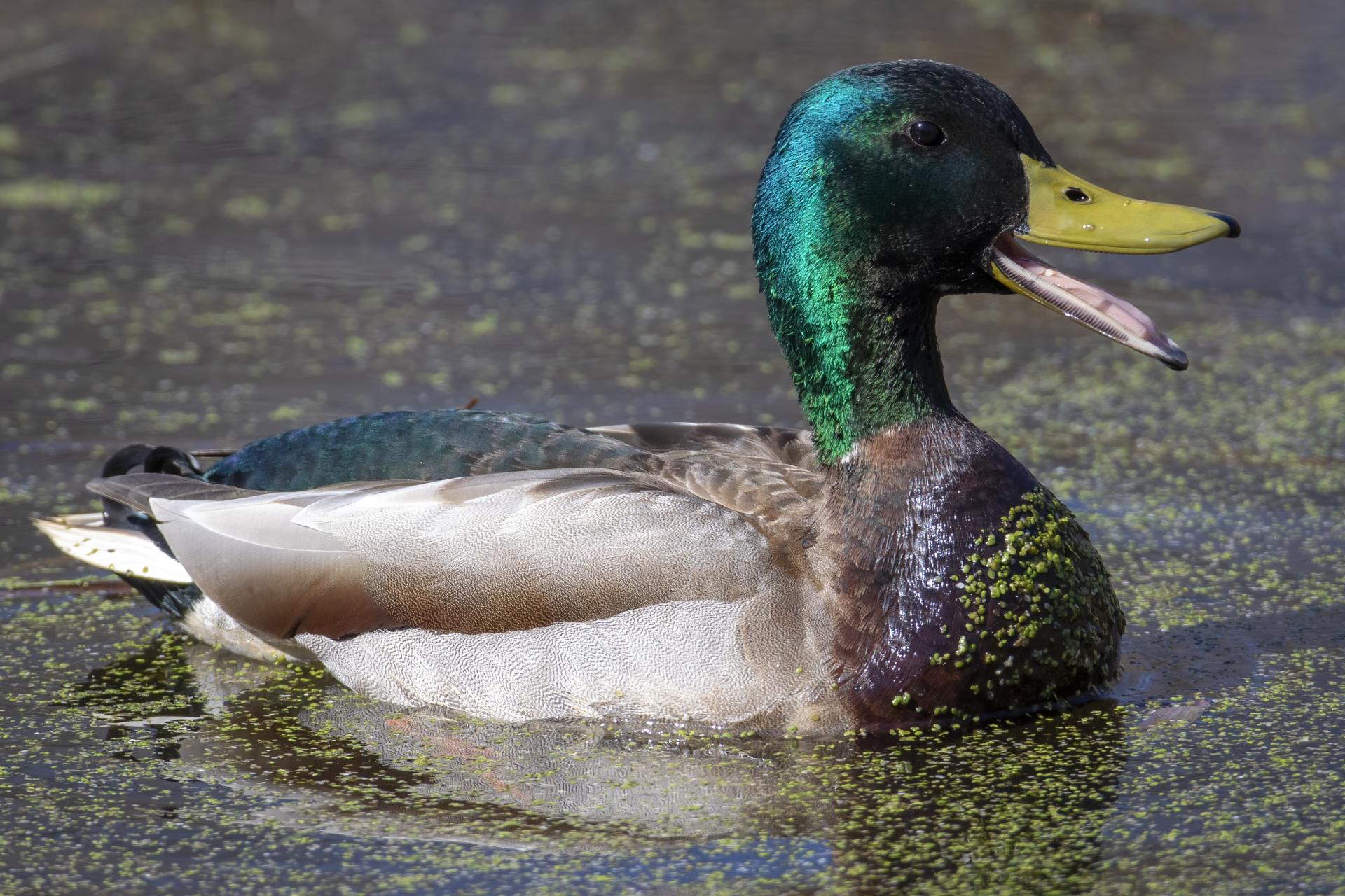 canard-colvert-mallard
