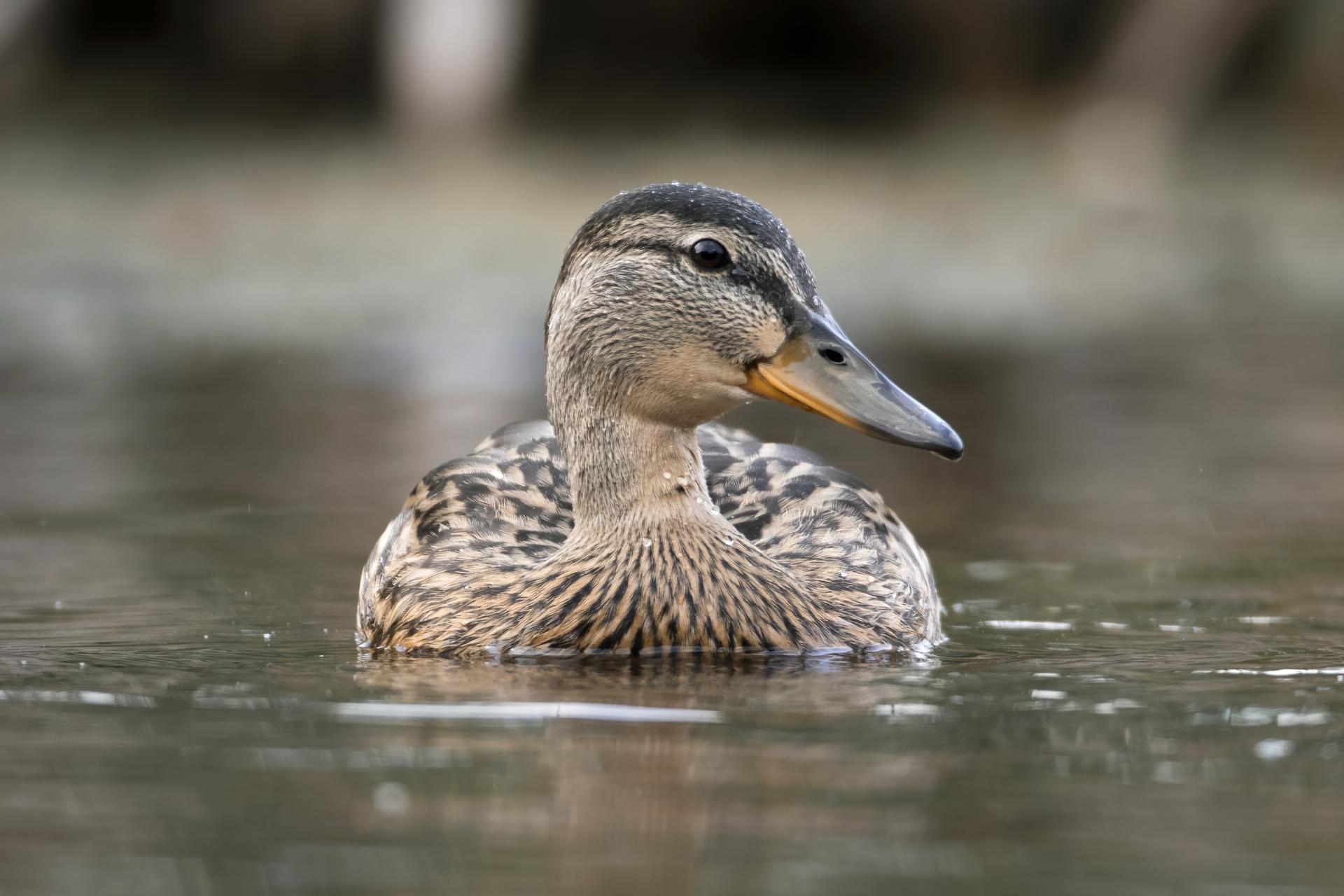 canard-colvert-mallard