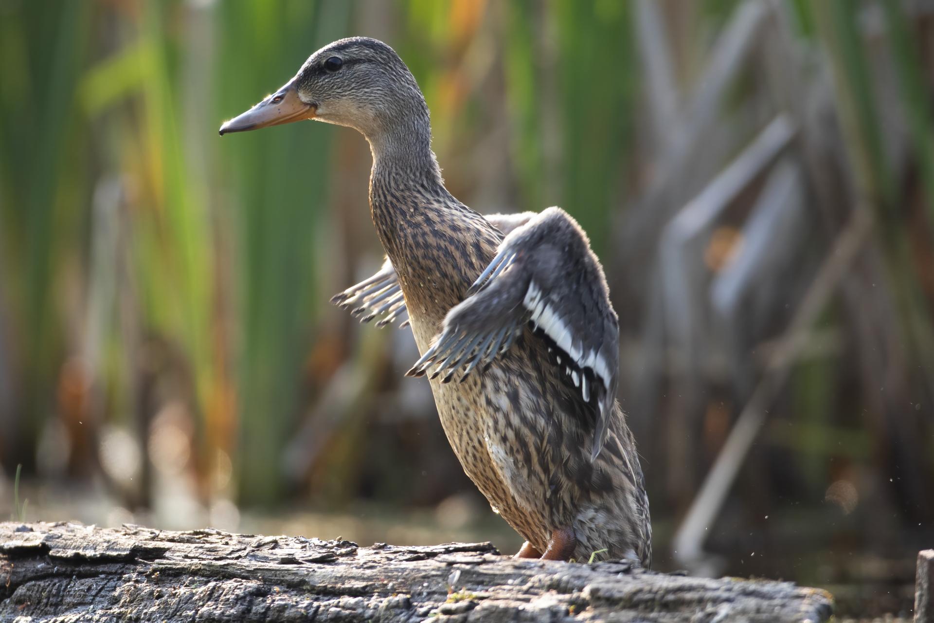 canard-colvert-mallard