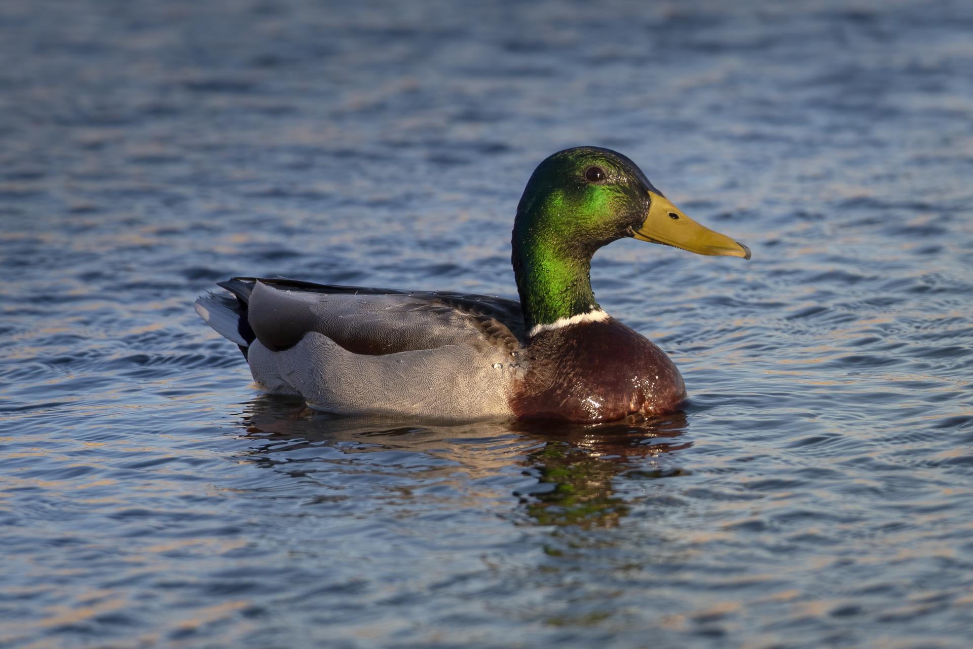 canard-colvert-mallard