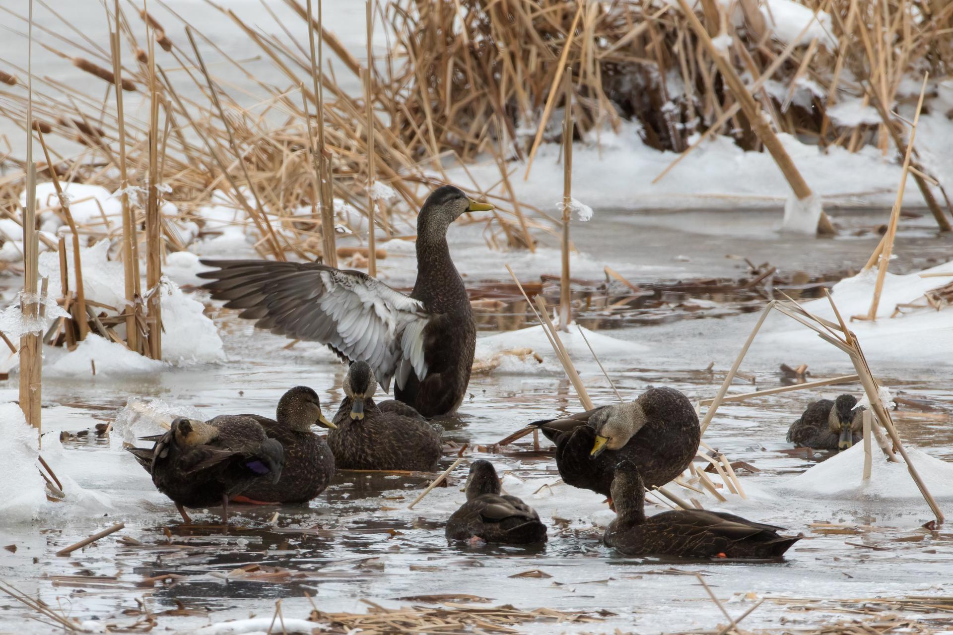 canard-noir-American-black-duck