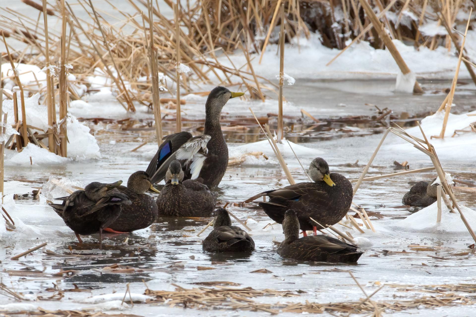 canard-noir-American-black-duck