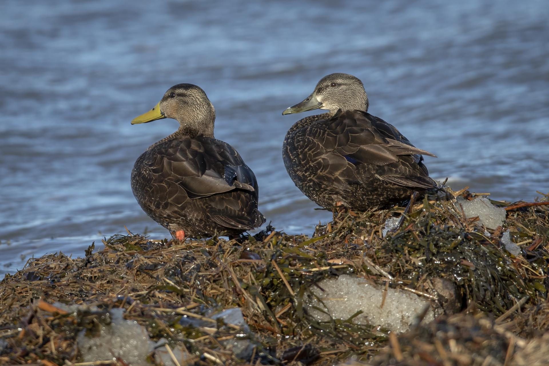 canard-noir-American-black-duck