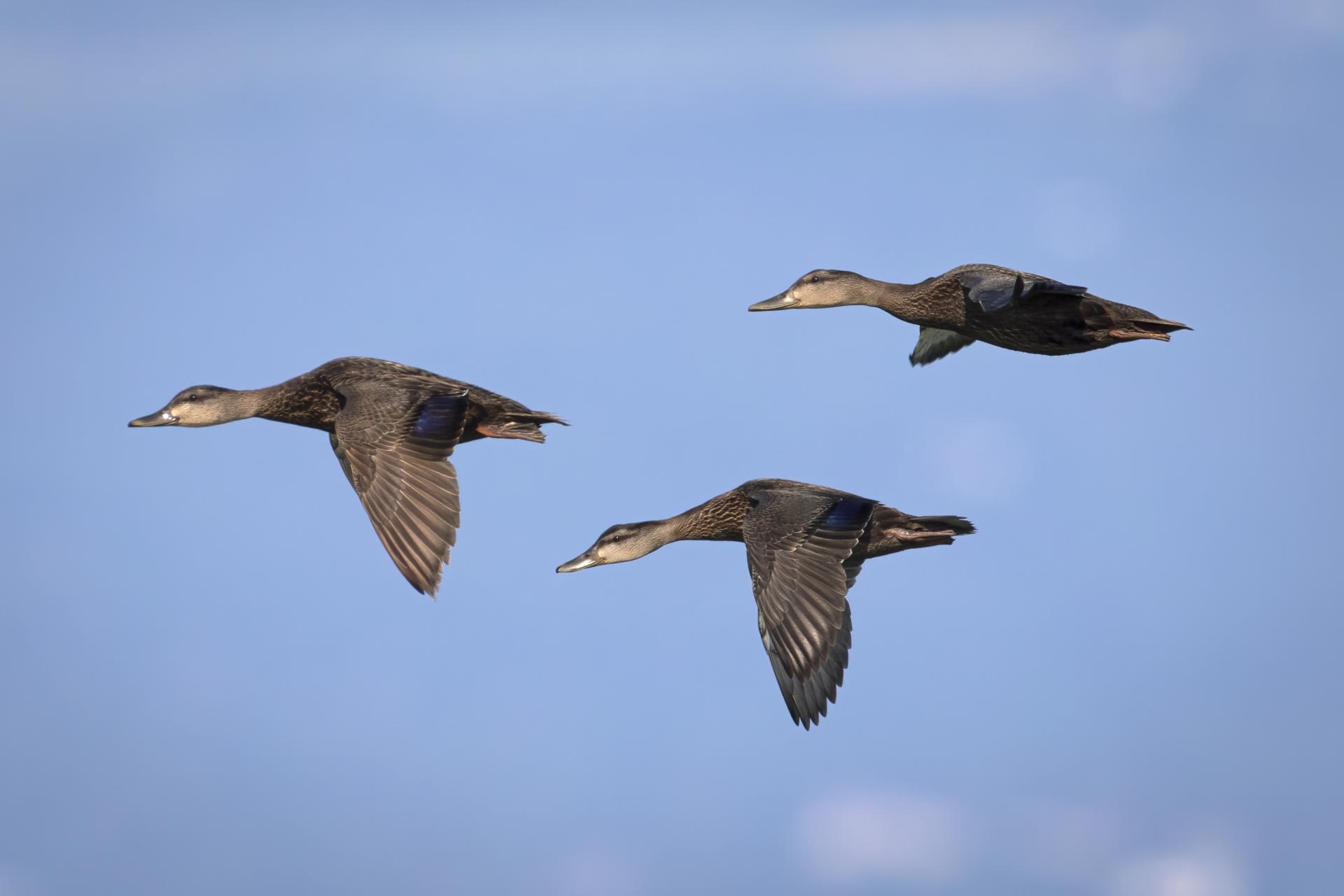 canard-noir-American-black-duck