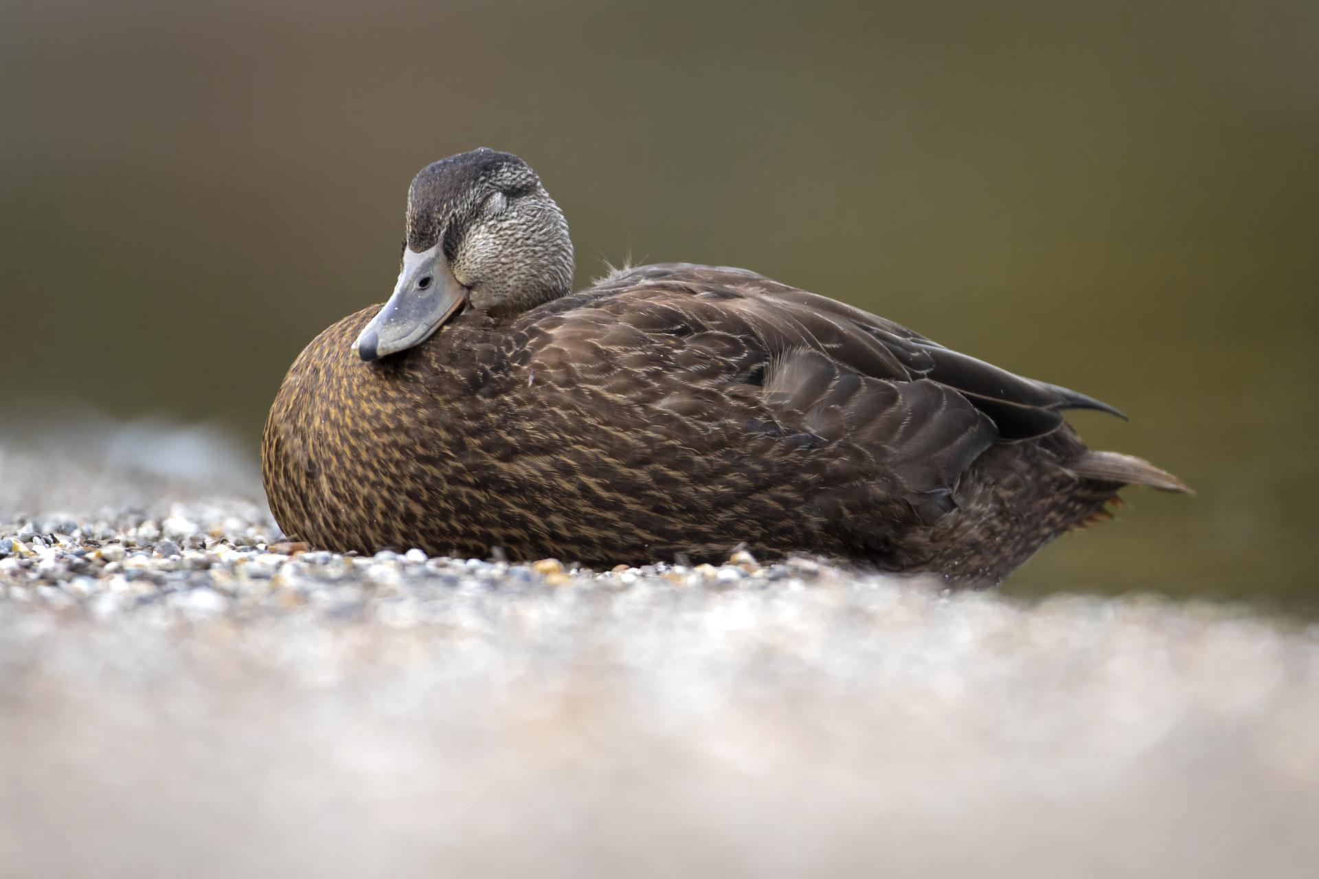 canard-noir-American-black-duck