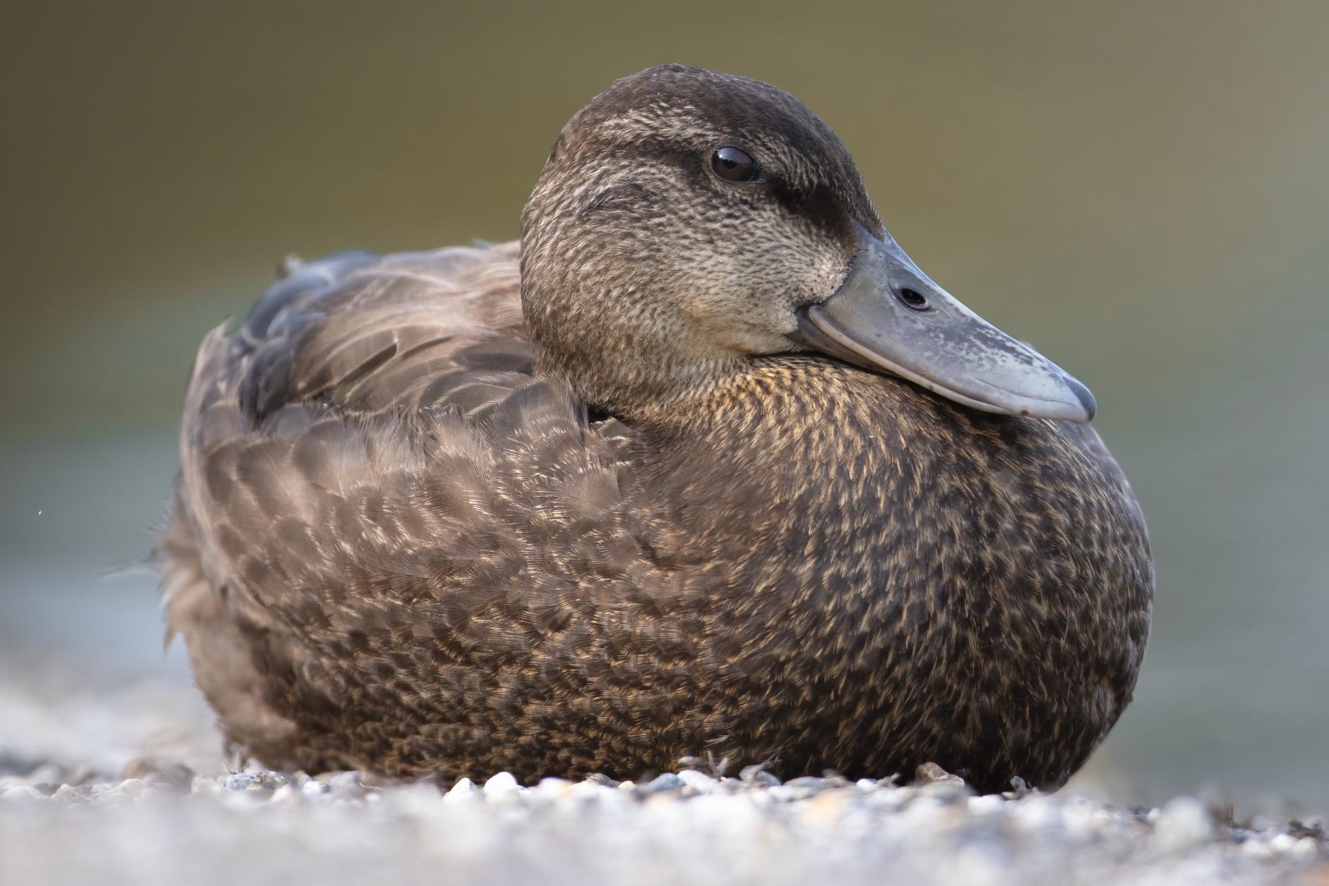 canard-noir-American-black-duck
