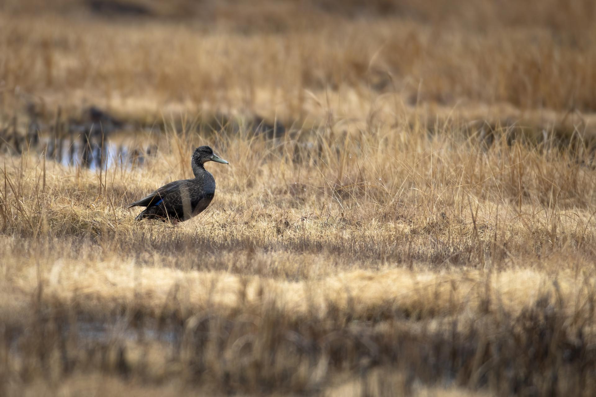canard-noir-American-black-duck