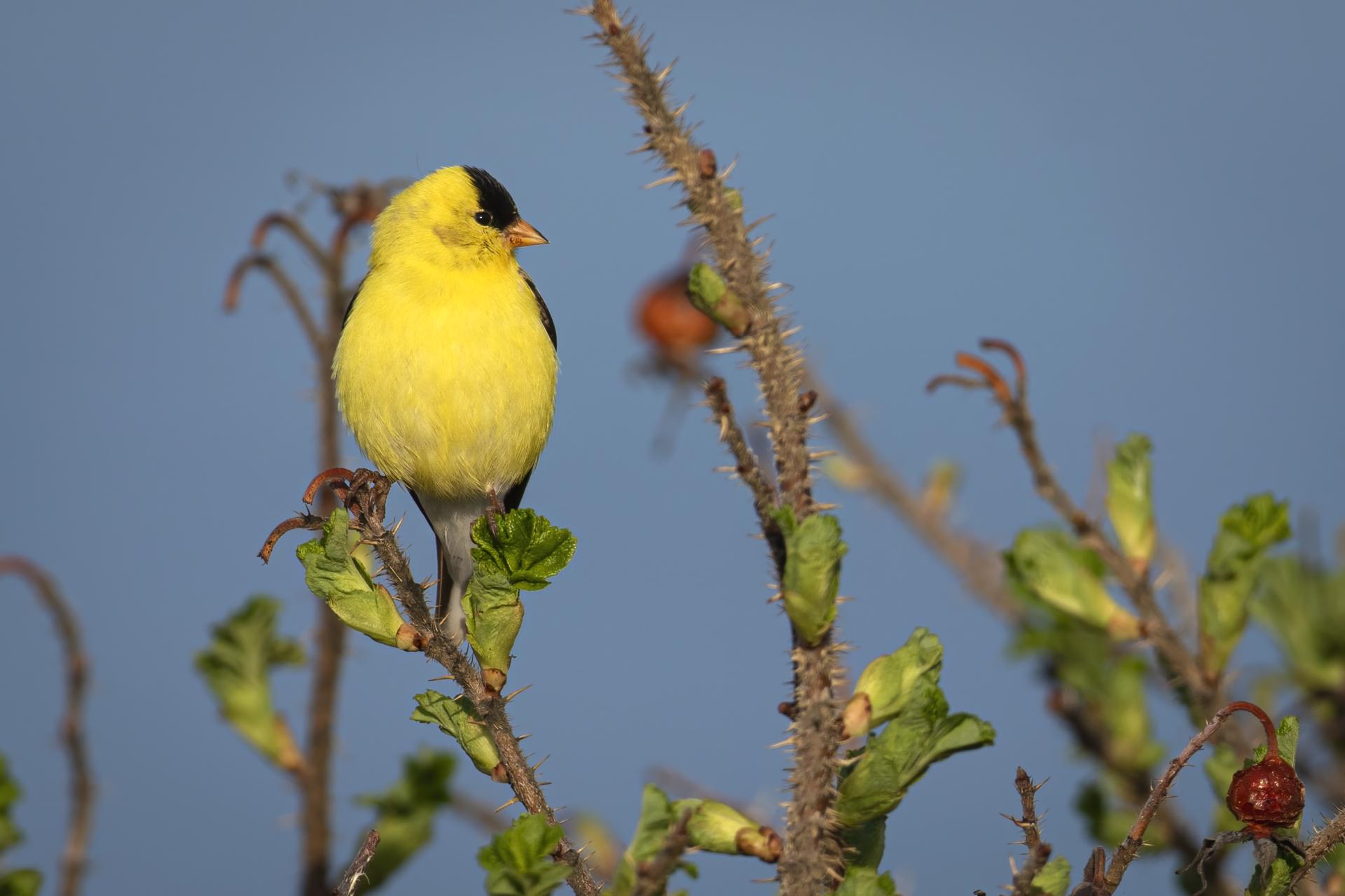 chardonneret-jaune-American-goldfinch