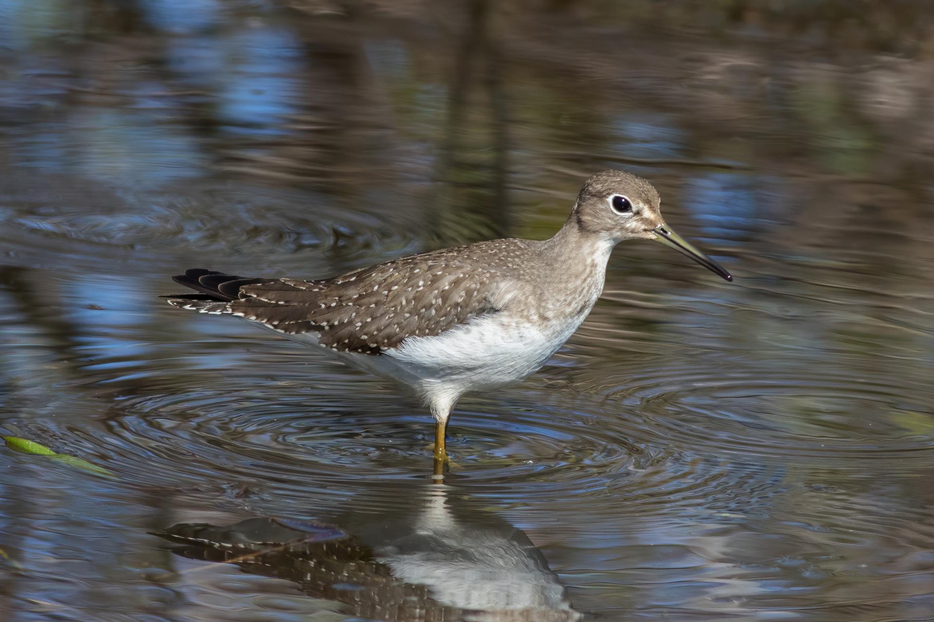 chevalier-solitaire-solitary-sandpiper